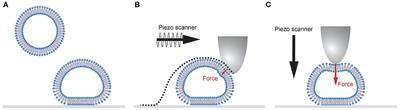 Mechanical Characterization of Liposomes and Extracellular Vesicles, a Protocol